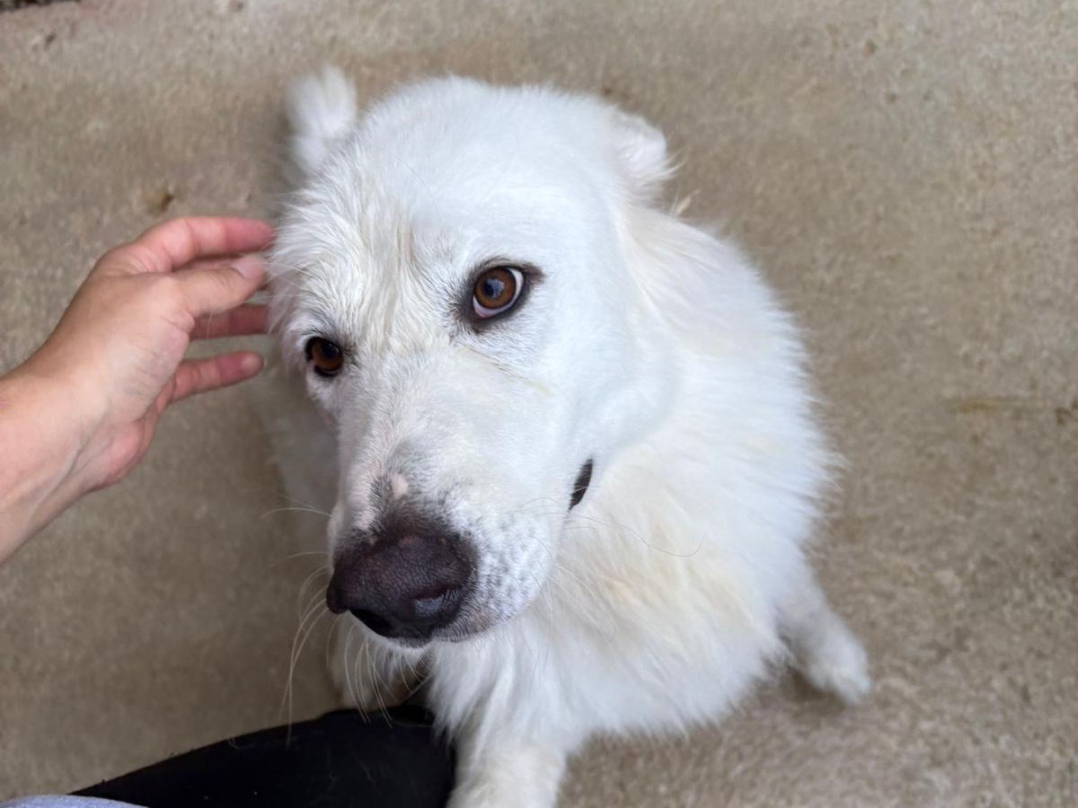 Adotta un cane, maschio, 3 anni, Milano