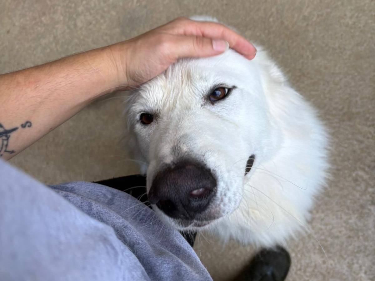 Adotta un cane, taglia grande, maschio, Milano