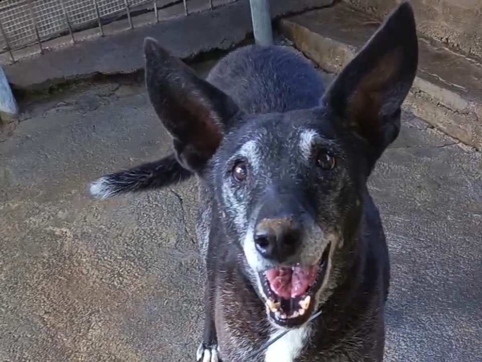 Vuoi adottare un cane a Catania?