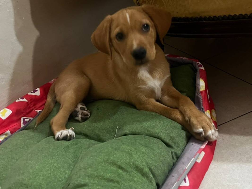 Adozione cane, maschio, Razza sconosciuta Razza sconosciuta, 3 mesi, taglia media, Napoli