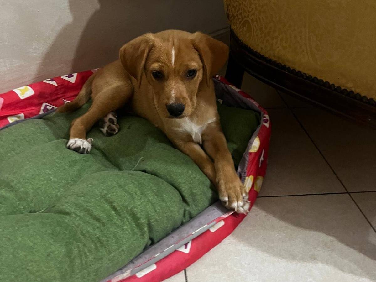 Adotta un cane, maschio, 3 mesi, Napoli
