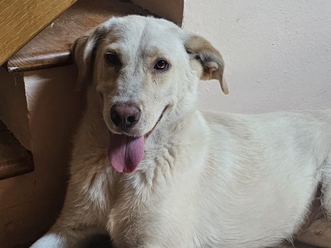 Adotta un cane, maschio, 2 anni e 5 mesi, Pavia