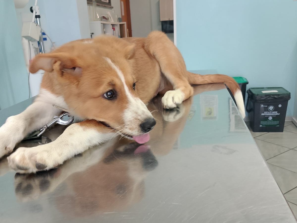Adotta un cane, taglia media, maschio, Crotone