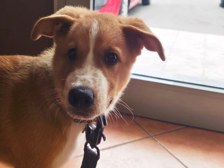 Adotta il cane ENEA a Crotone