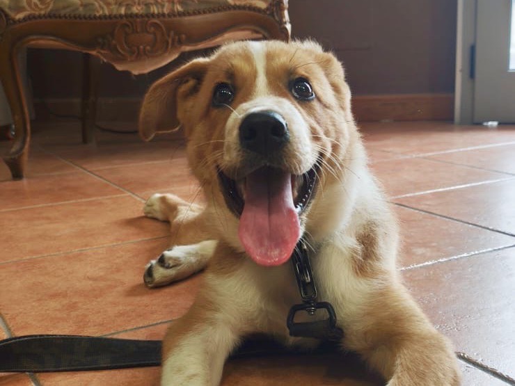 Adozione cane, maschio, Razza sconosciuta Razza sconosciuta, 4 mesi, taglia media, Crotone