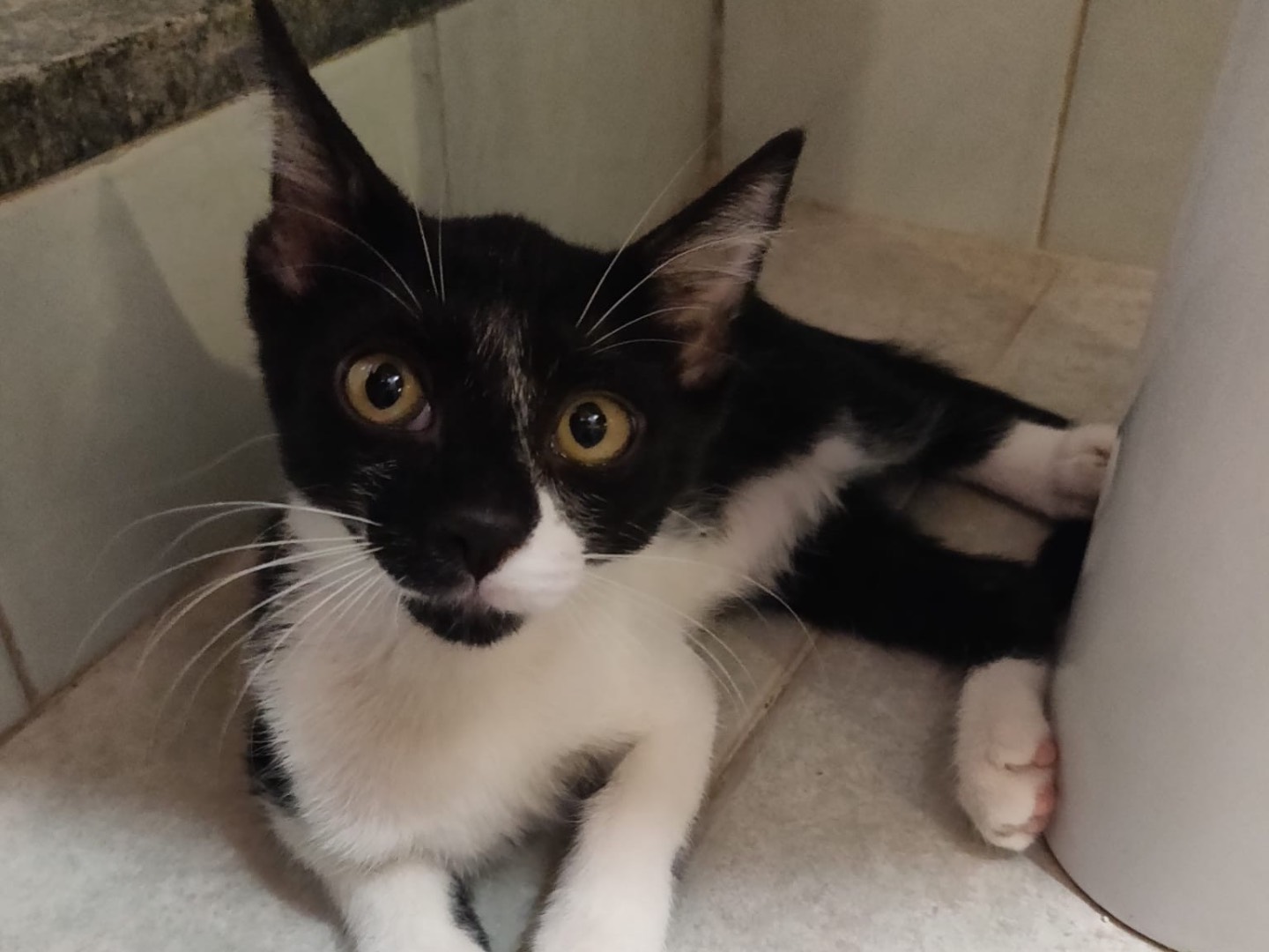 Adozione gatto, maschio, Razza sconosciuta Razza sconosciuta, 3 mesi, taglia non valida, Crotone