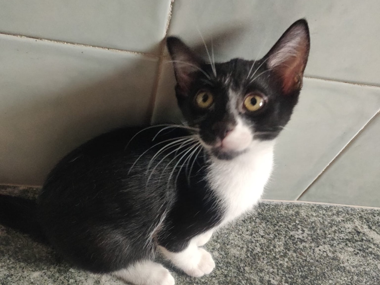 Adotta un gatto, maschio, 3 mesi, Crotone