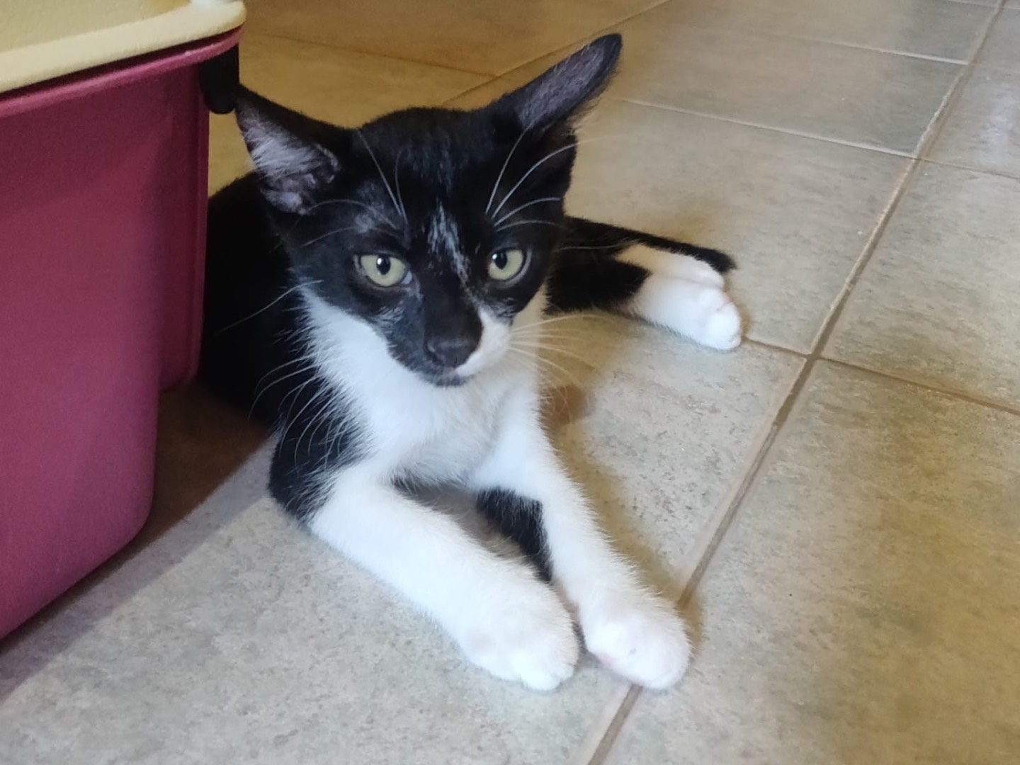 Adotta un gatto, taglia non valida, maschio, Crotone