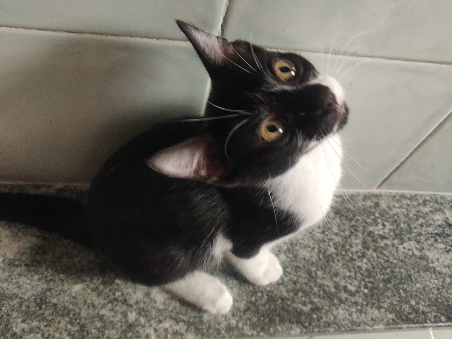 Vuoi adottare un gatto a Crotone?