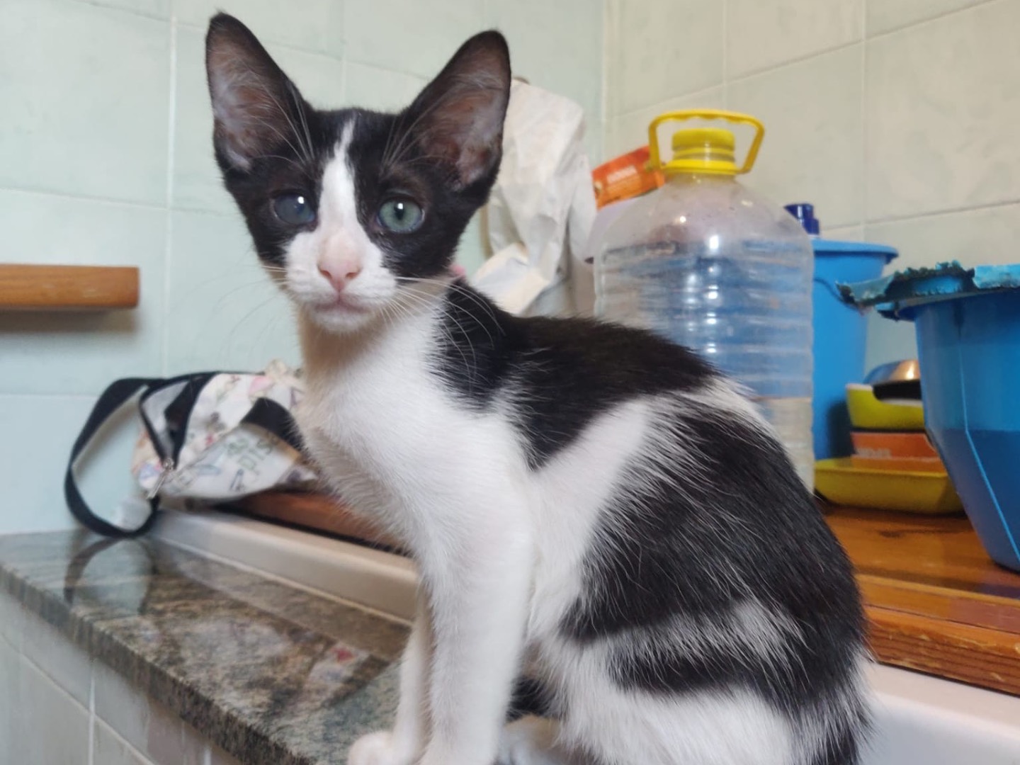 Adozione gatto, femmina, Razza sconosciuta Razza sconosciuta, 3 mesi, taglia non valida, Crotone