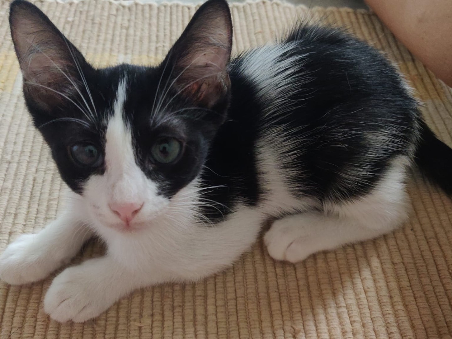 Adotta un gatto, femmina, 3 mesi, Crotone