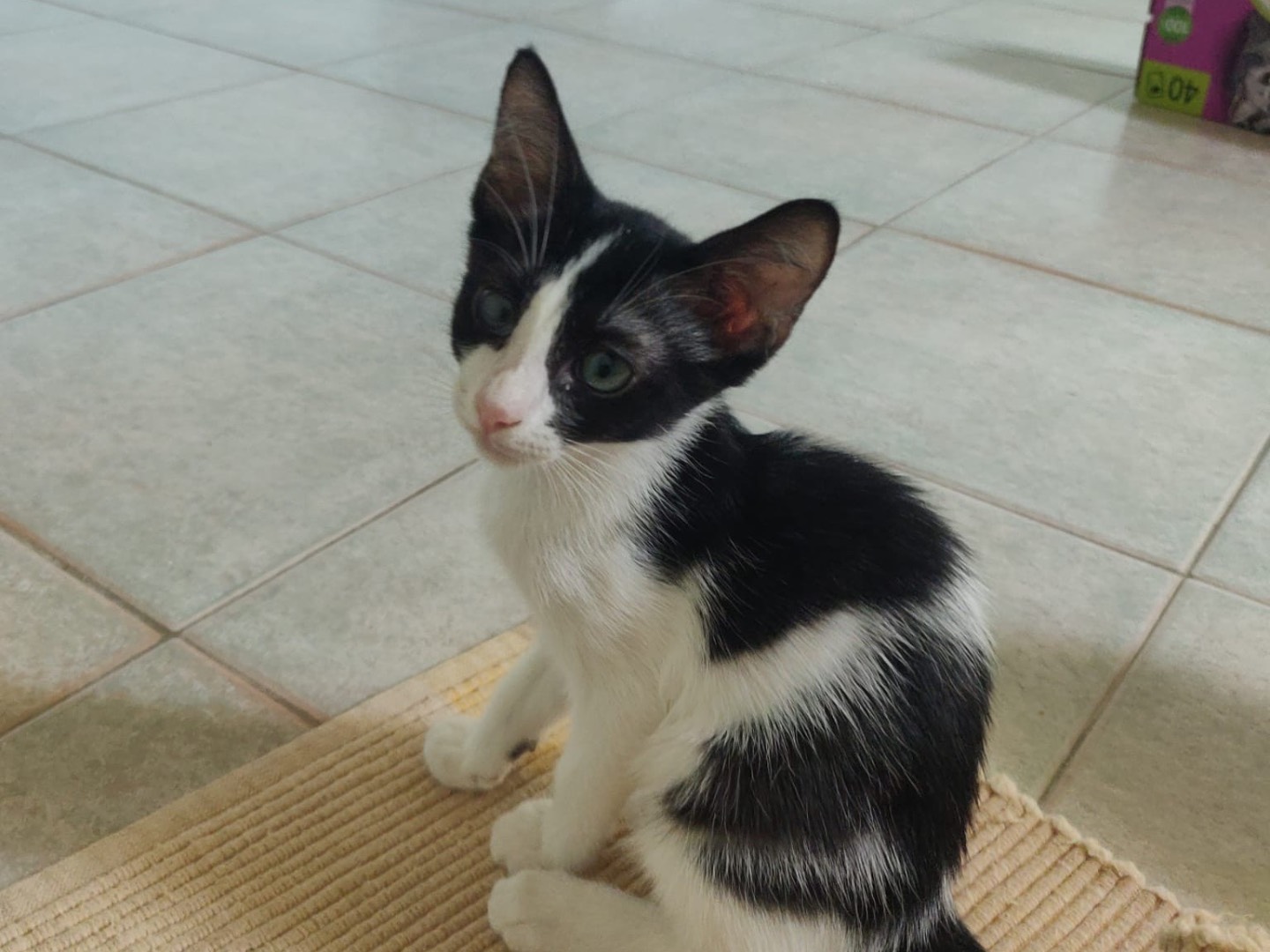 Adotta un gatto, taglia non valida, femmina, Crotone