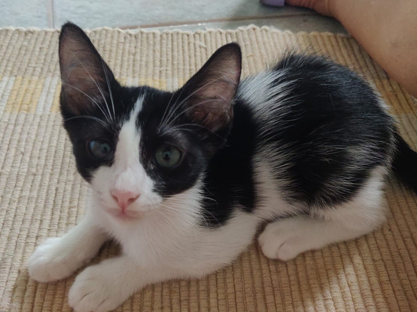 Vuoi adottare un gatto a Crotone?