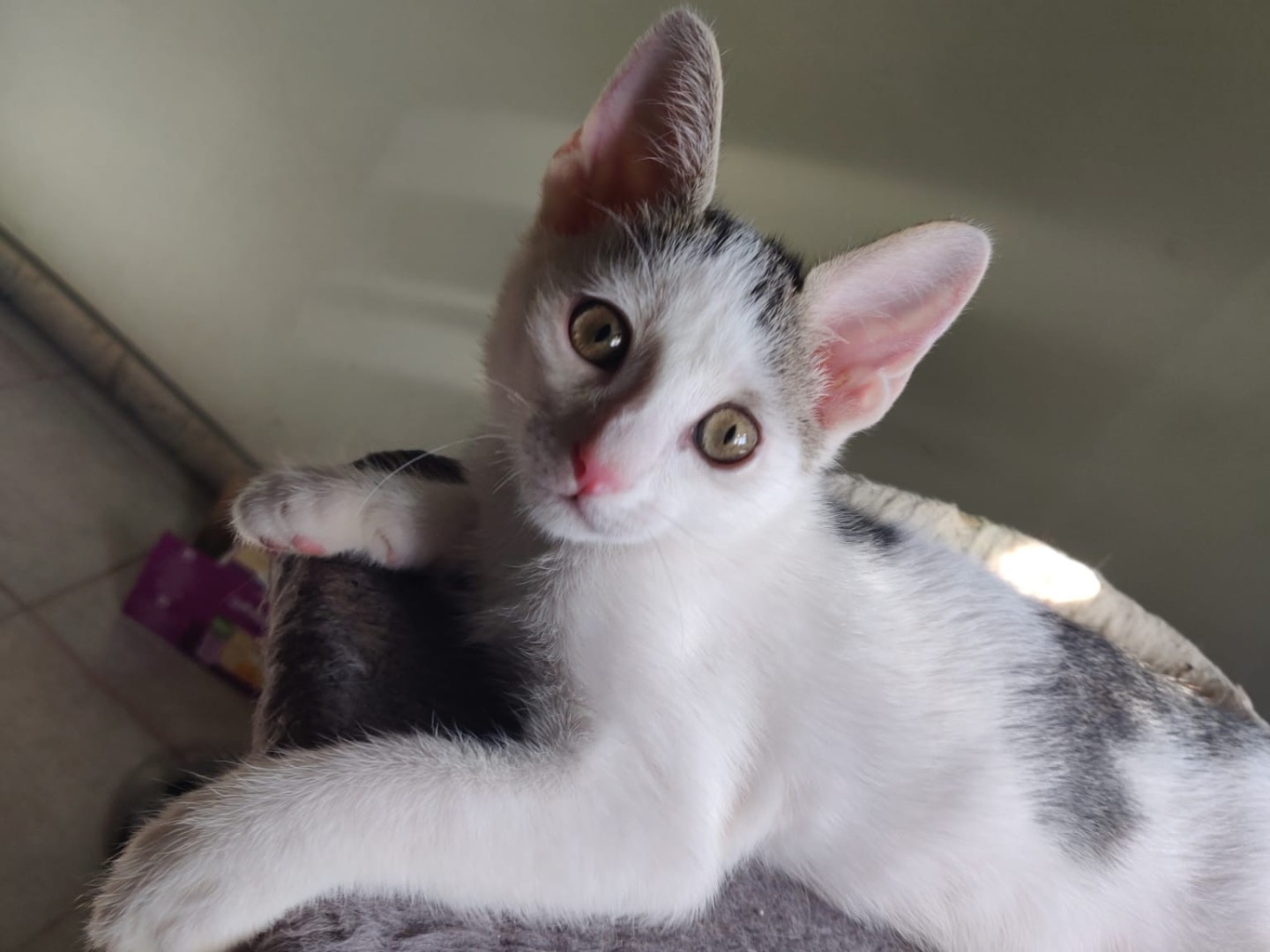 Adozione gatto, maschio, Razza sconosciuta Razza sconosciuta, 3 mesi, taglia non valida, Crotone