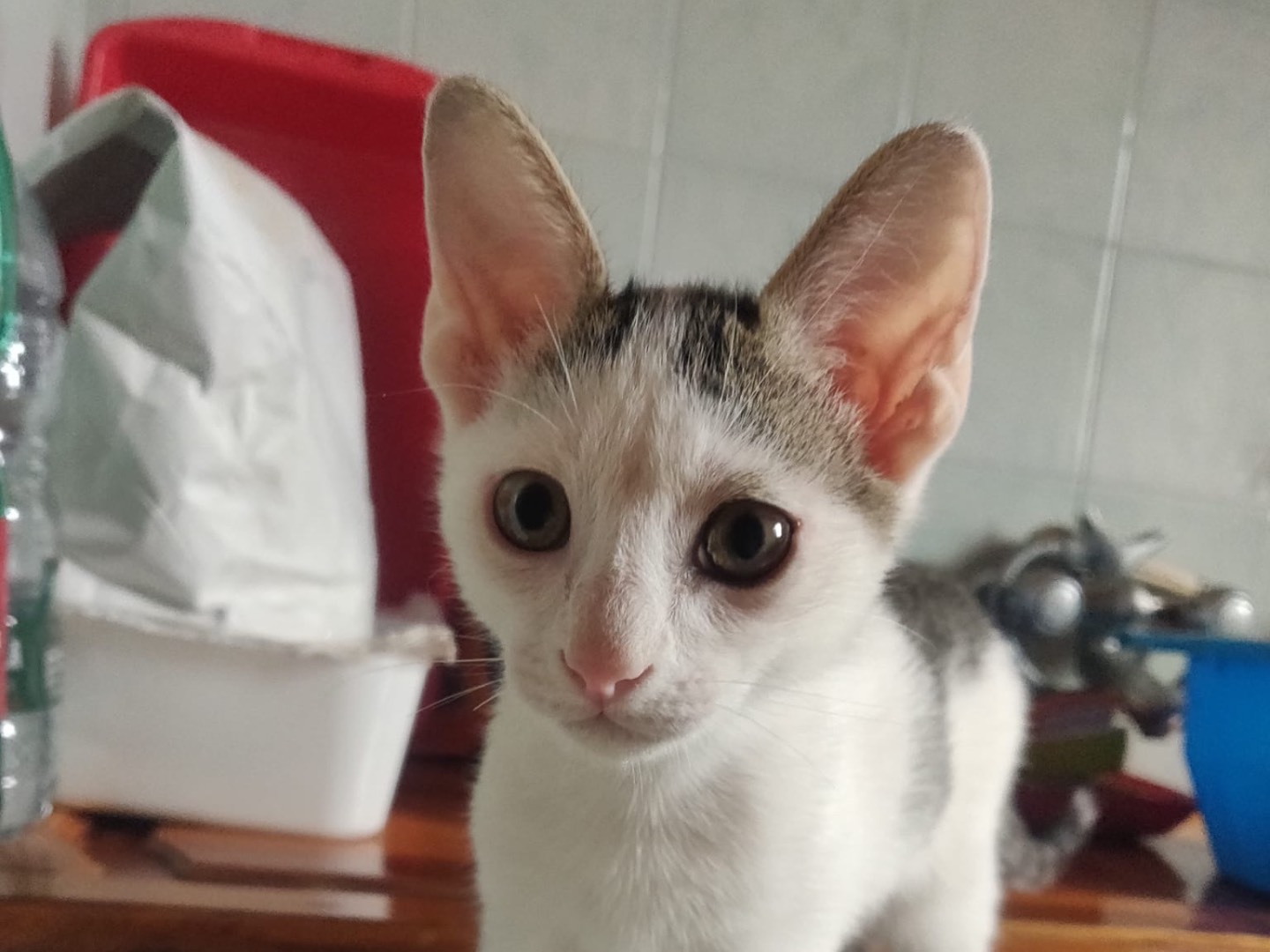 Adotta un gatto, maschio, 3 mesi, Crotone