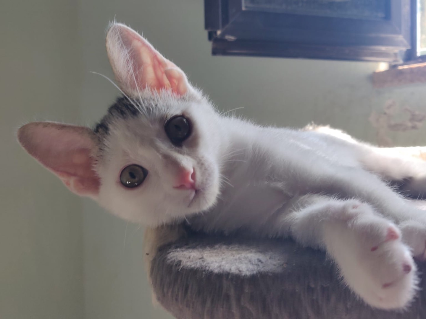 Adotta un gatto, taglia non valida, maschio, Crotone