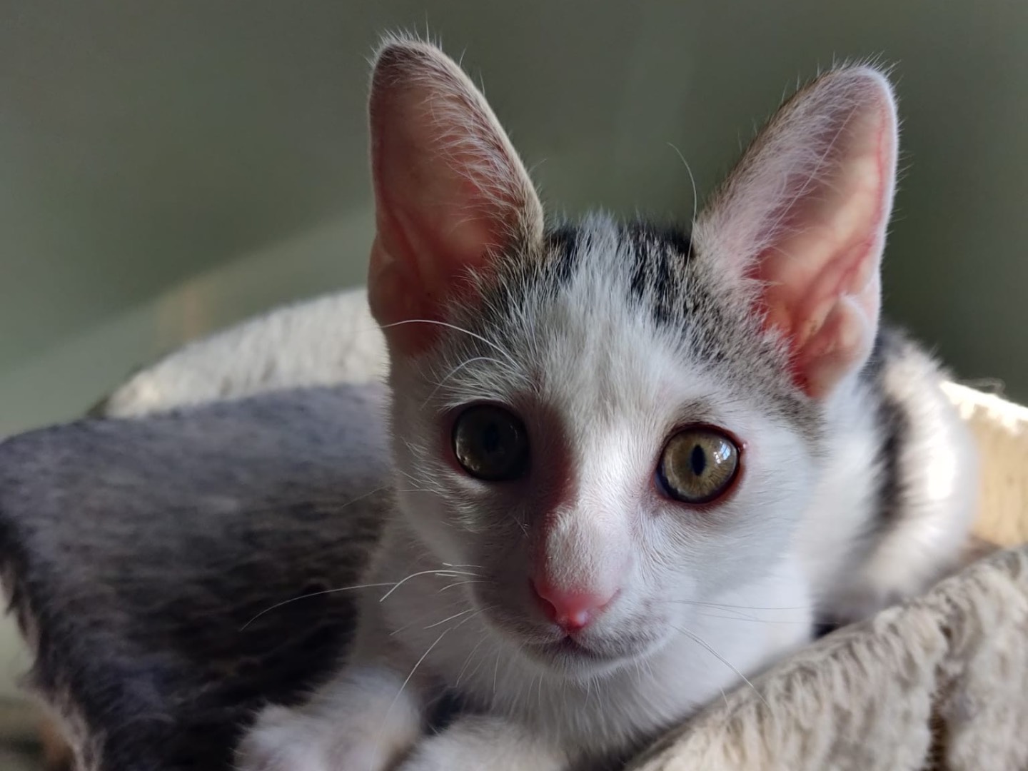 Vuoi adottare un gatto a Crotone?