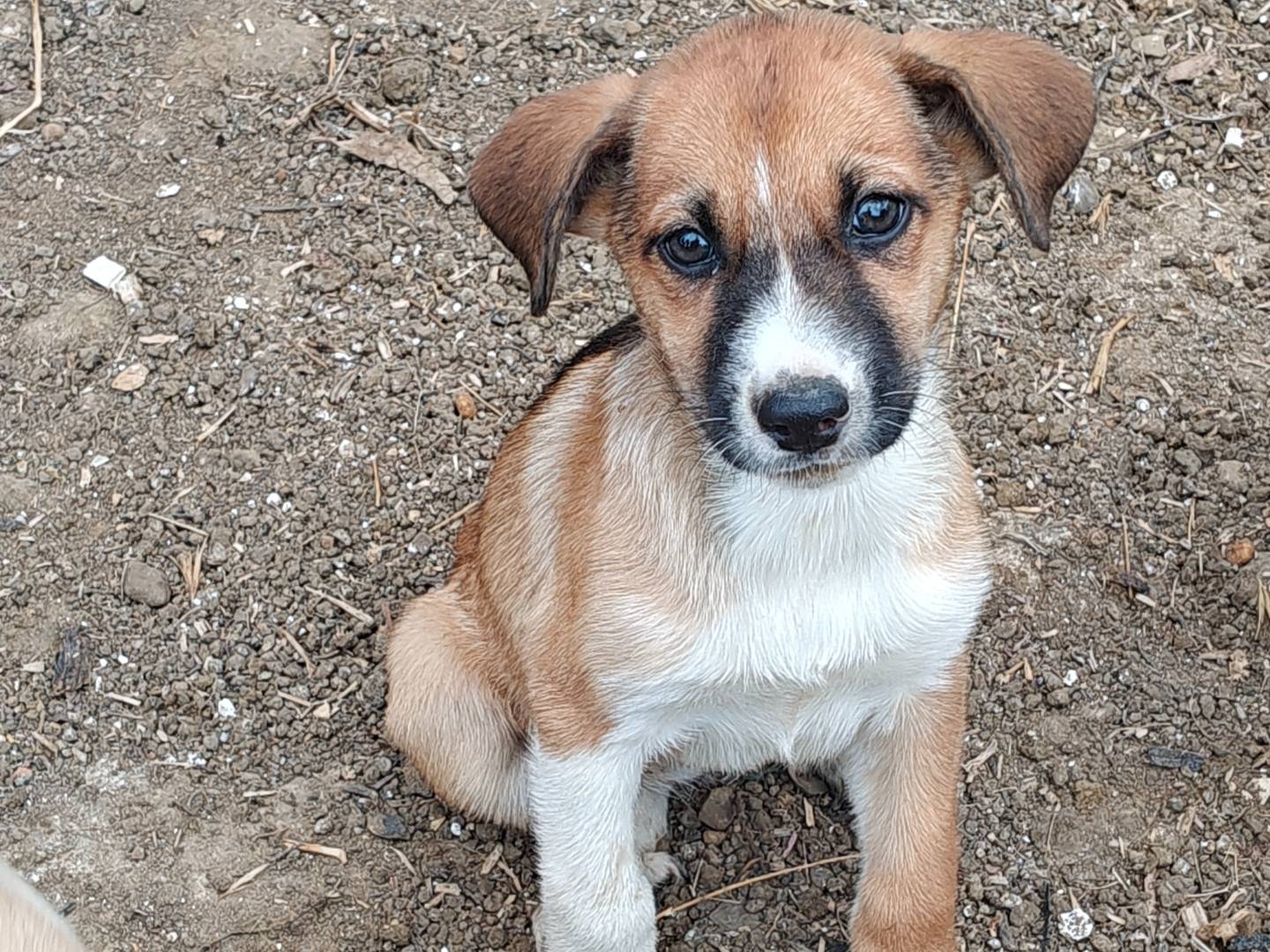 Adozione cane, femmina, Razza sconosciuta Razza sconosciuta, 2 mesi, taglia media, Trapani