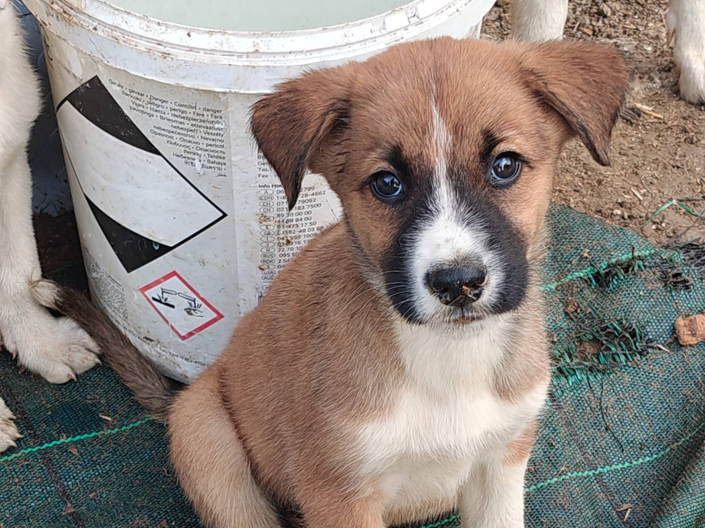 Adotta un cane, femmina, 2 mesi, Trapani