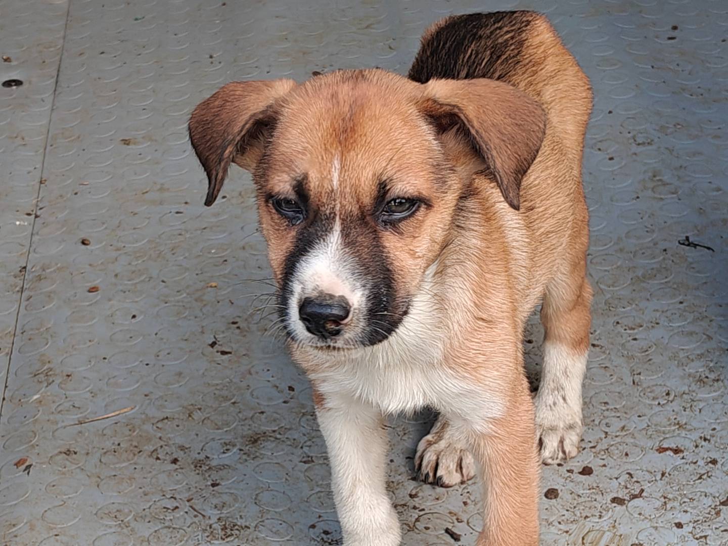 Adotta un cane, taglia media, femmina, Trapani