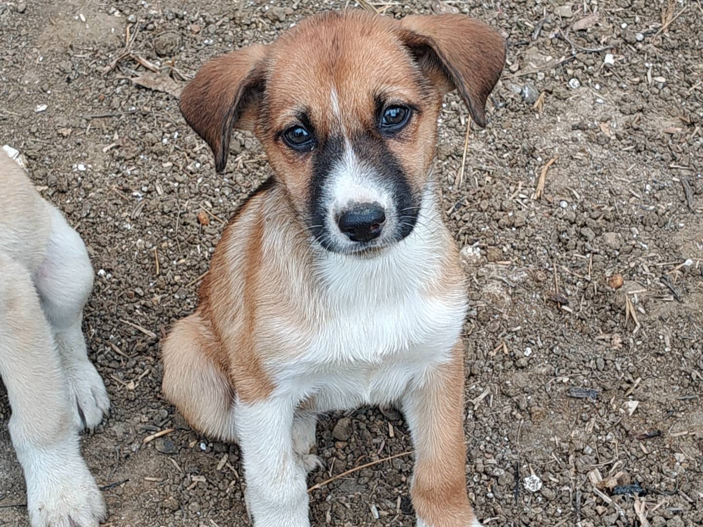 Vuoi adottare un cane a Trapani?