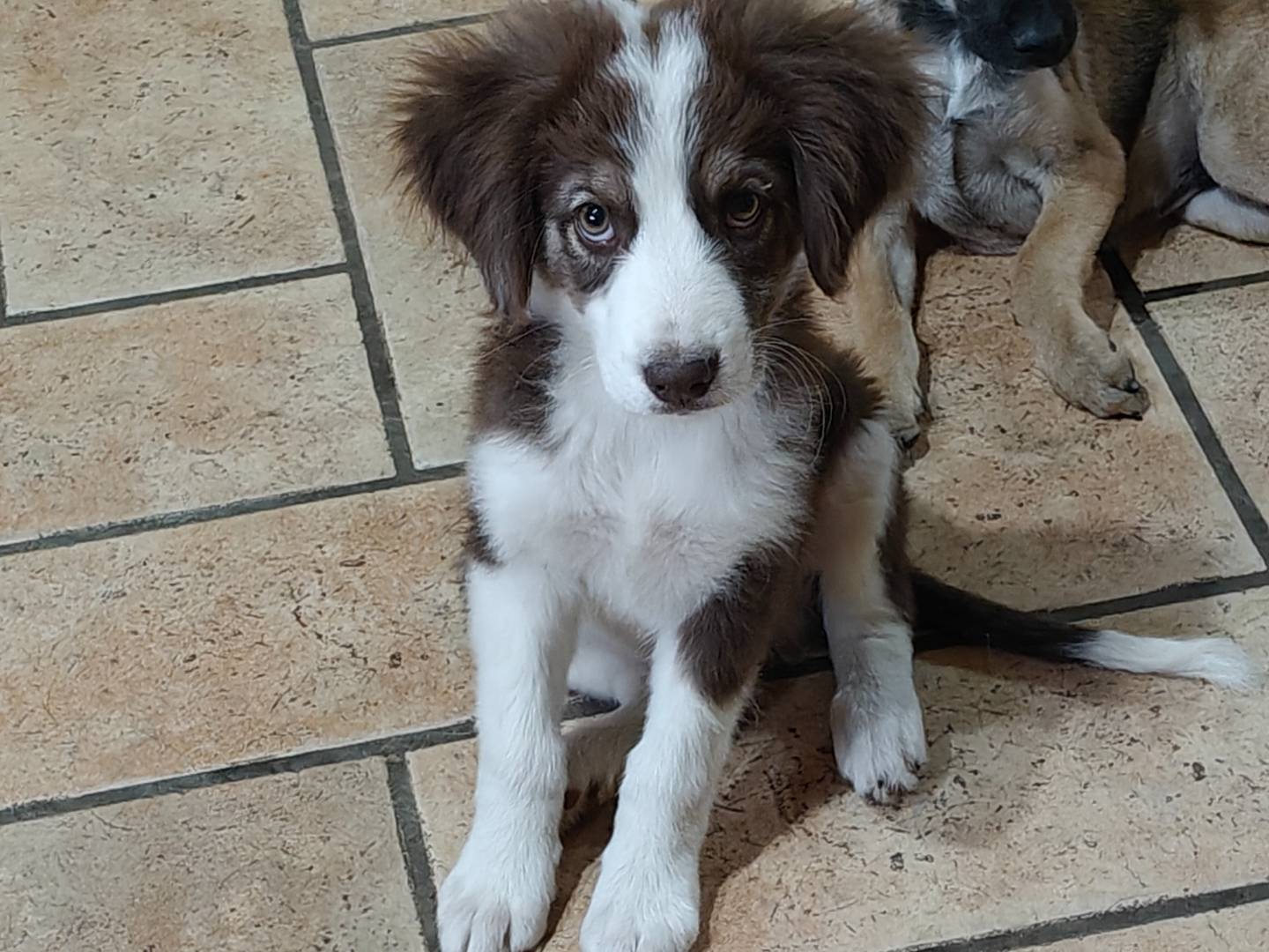 Adozione cane, maschio, Razza sconosciuta Razza sconosciuta, 3 mesi, taglia media, Trapani