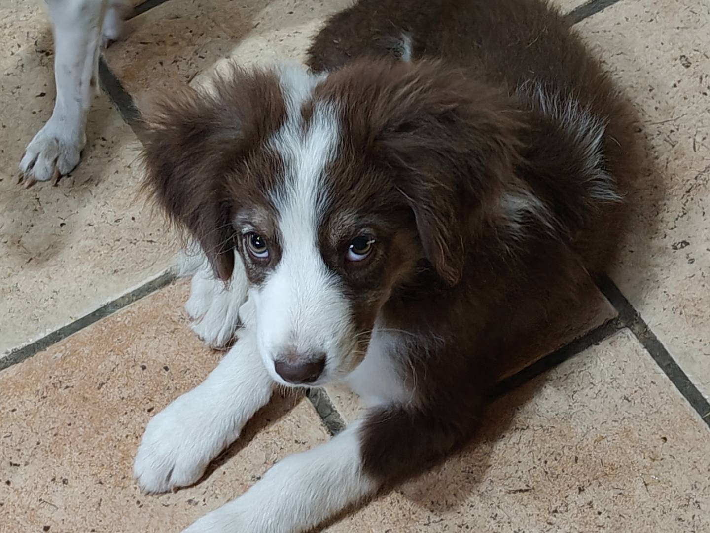 Adotta un cane, maschio, 3 mesi, Trapani