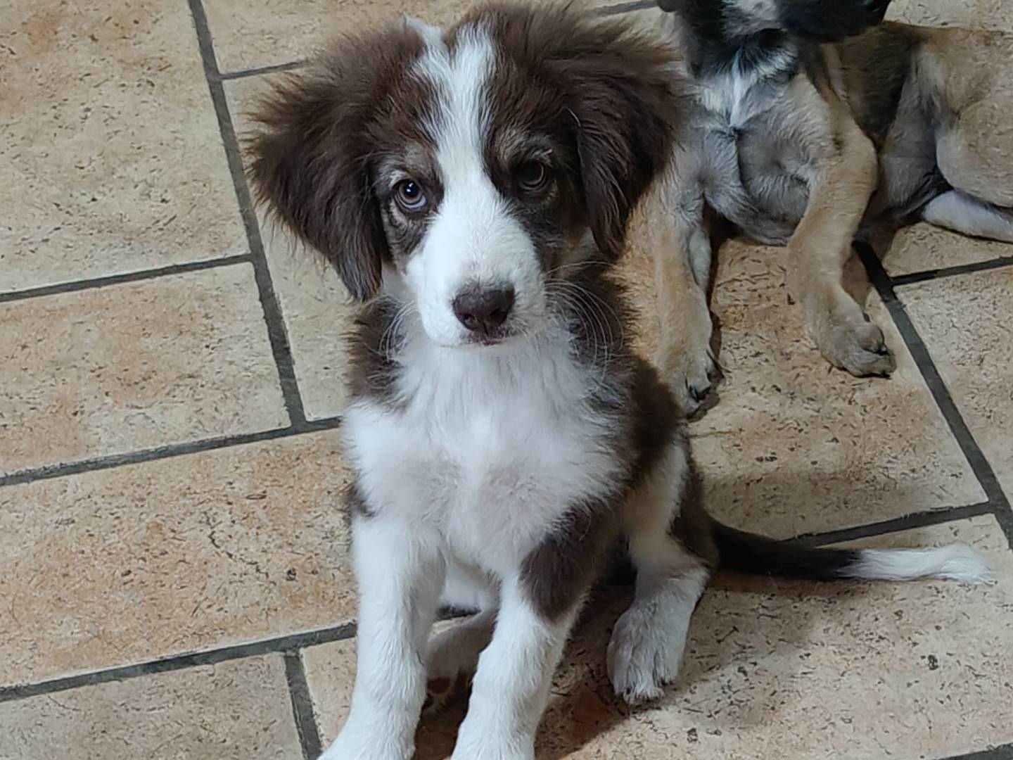 Adotta un cane, taglia media, maschio, Trapani