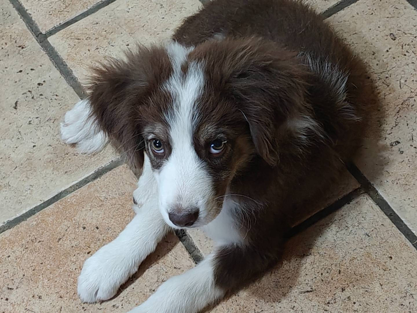 Vuoi adottare un cane a Trapani?