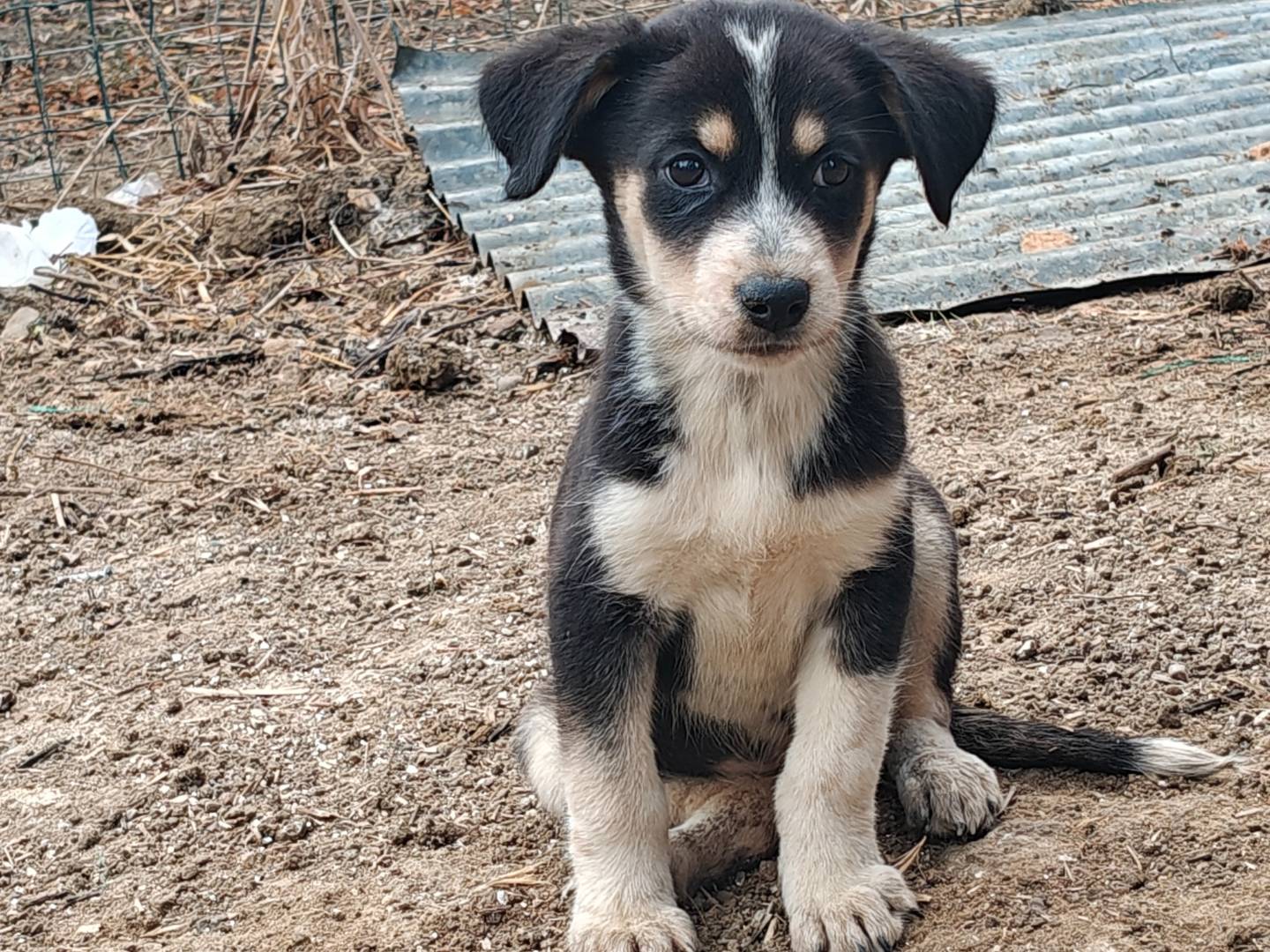 Adotta un cane, femmina, 2 mesi, Trapani