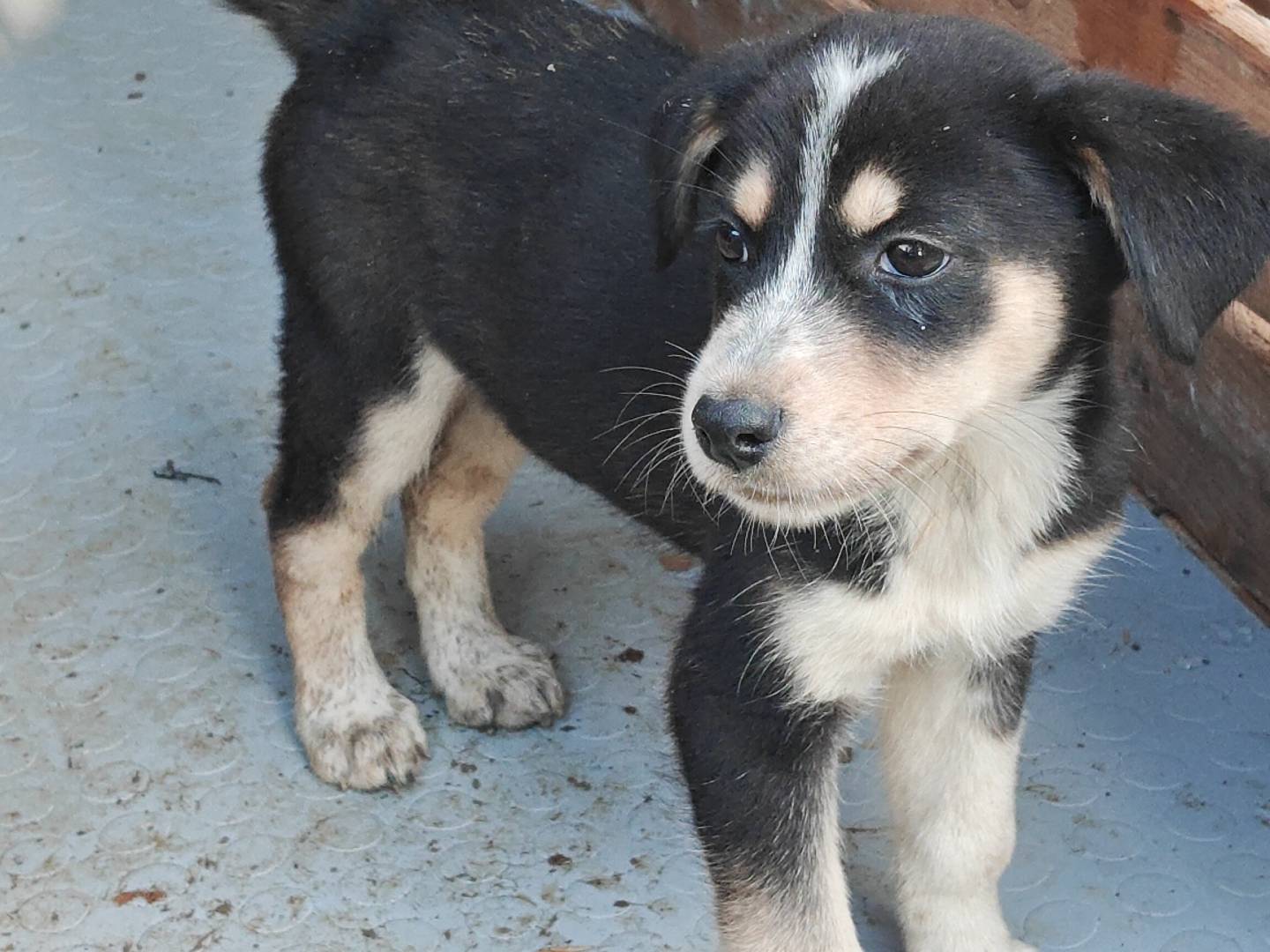Adotta un cane, taglia media, femmina, Trapani
