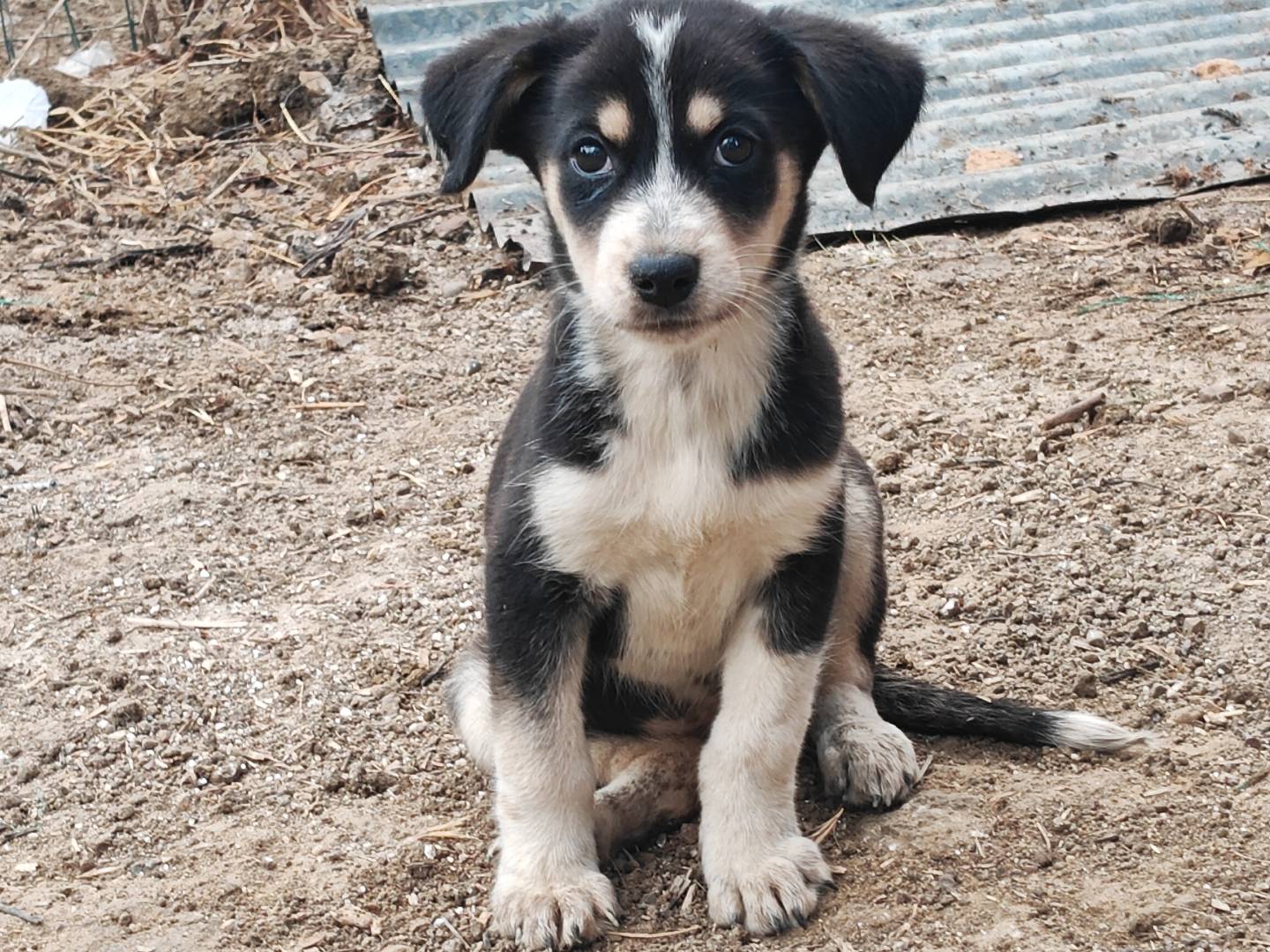 Vuoi adottare un cane a Trapani?