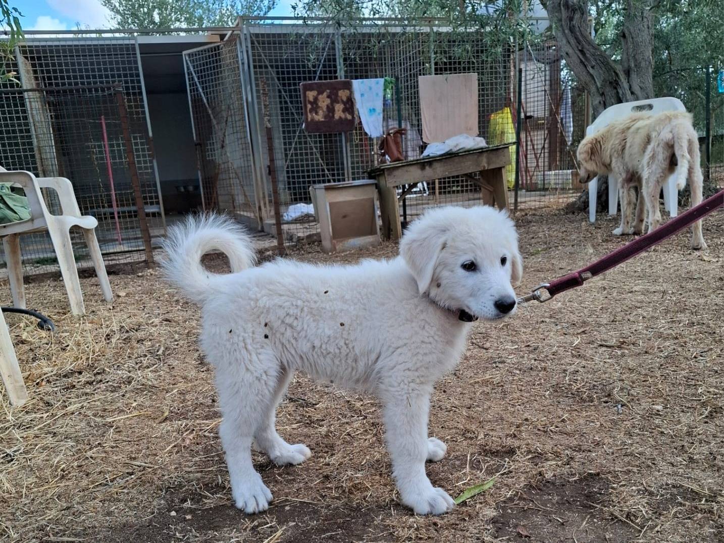 Adotta un cane, femmina, 3 mesi, Milano