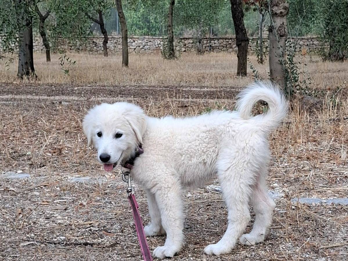 Adotta un cane, taglia grande, femmina, Milano