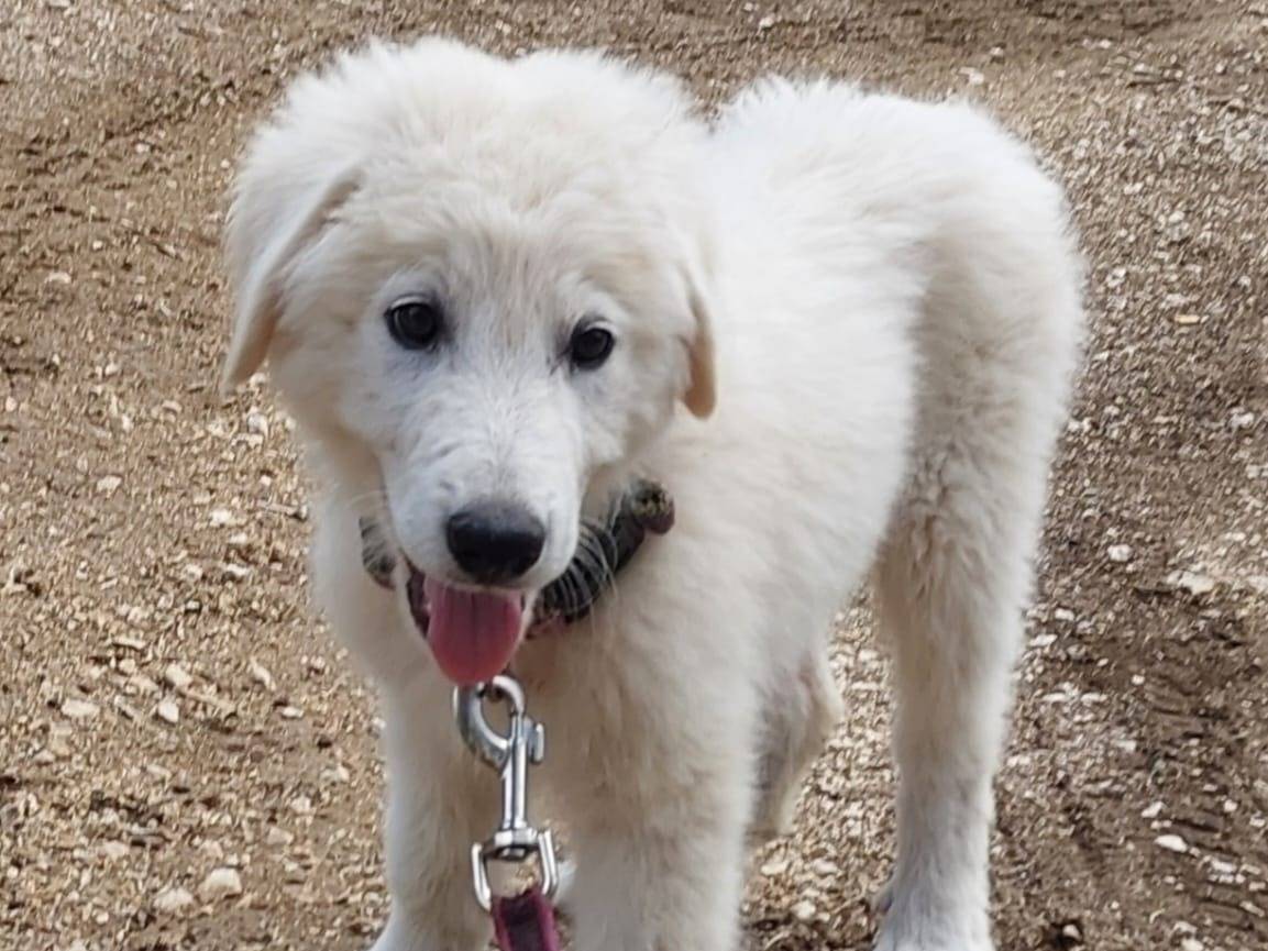 Vuoi adottare un cane a Milano?
