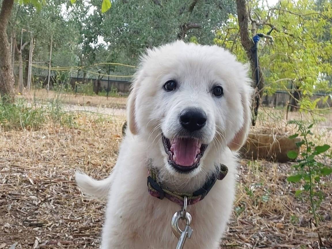 Adotta il cane MANDY a Milano