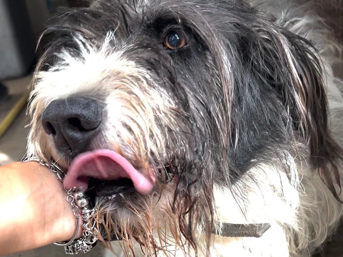 Adotta un cane, maschio, 11 anni e 5 mesi, Chieti