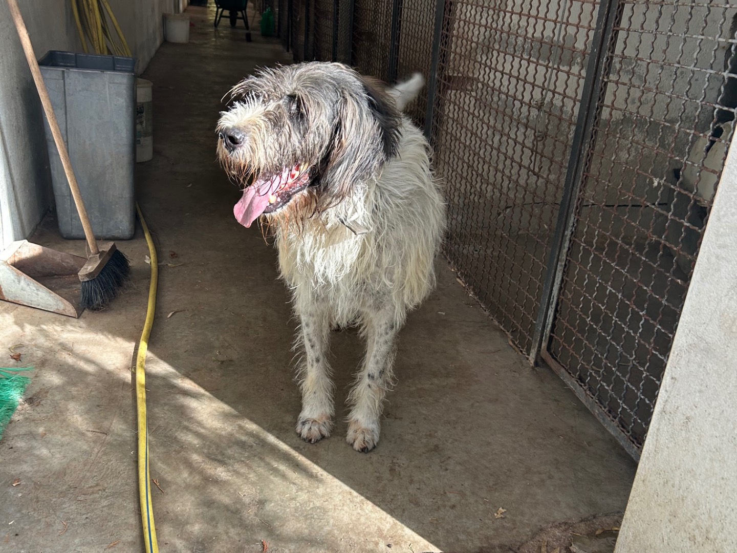 Adotta un cane, taglia grande, maschio, Chieti
