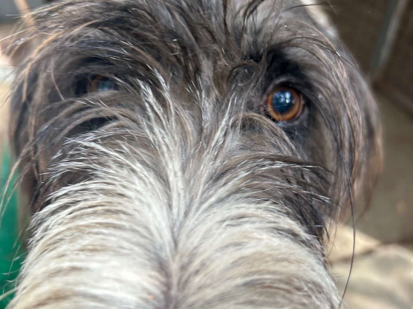 Adotta il cane Ugo a Chieti