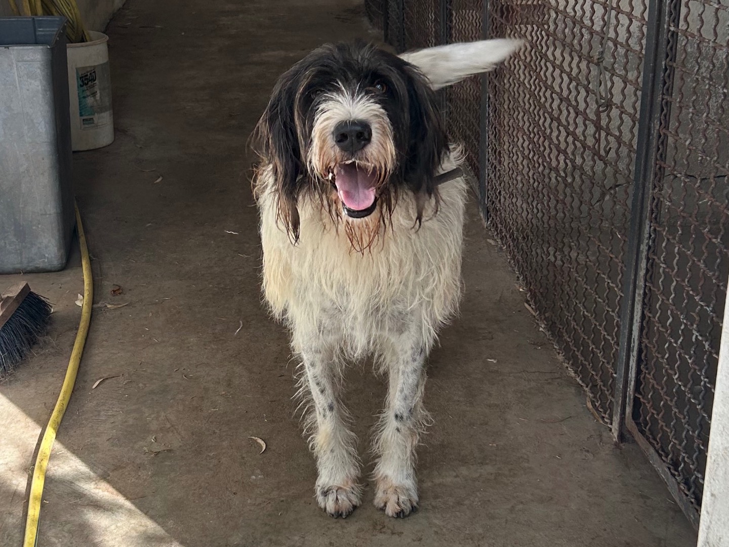 Vuoi adottare un cane a Chieti?