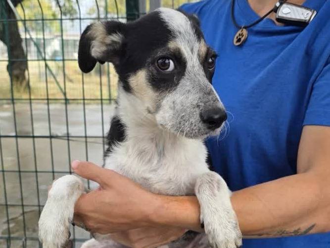 Adozione cane, femmina, Razza sconosciuta Border Collie, 4 mesi, taglia media contenuta, Padova