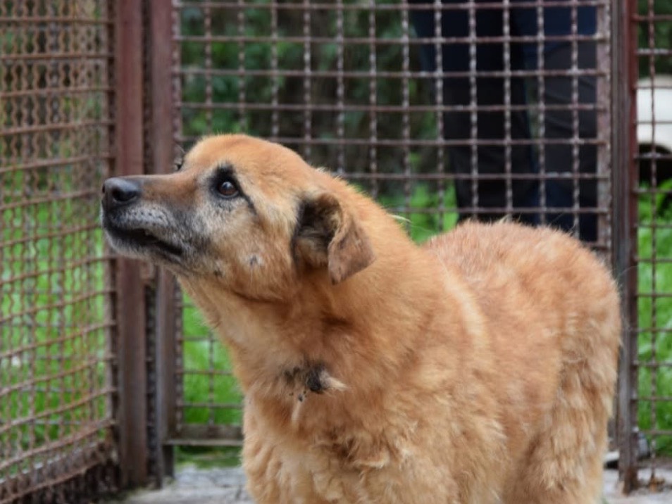 Adotta un cane, maschio, 13 anni e 7 mesi, Chieti
