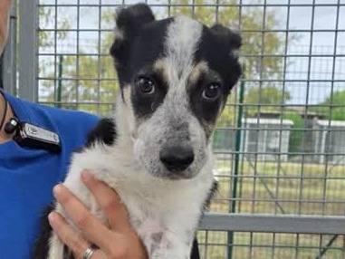 Adotta un cane, femmina, 4 mesi, Padova