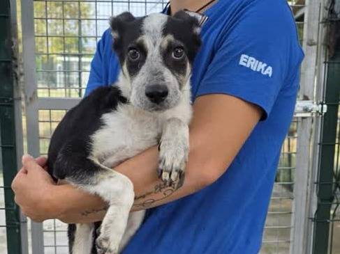 Adotta un cane, taglia media contenuta, femmina, Padova