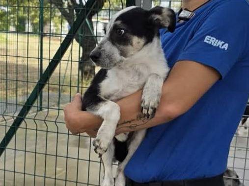 Vuoi adottare un cane a Padova?
