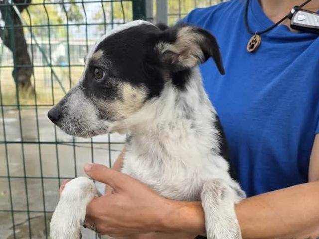 Adotta il cane TARA a Padova