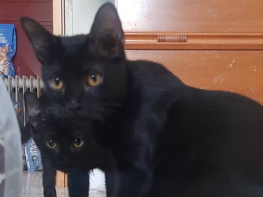Adozione gatto, femmina, Razza sconosciuta Razza sconosciuta, 4 mesi, taglia non valida, Brescia