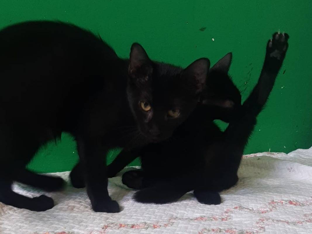 Adotta un gatto, femmina, 4 mesi, Brescia