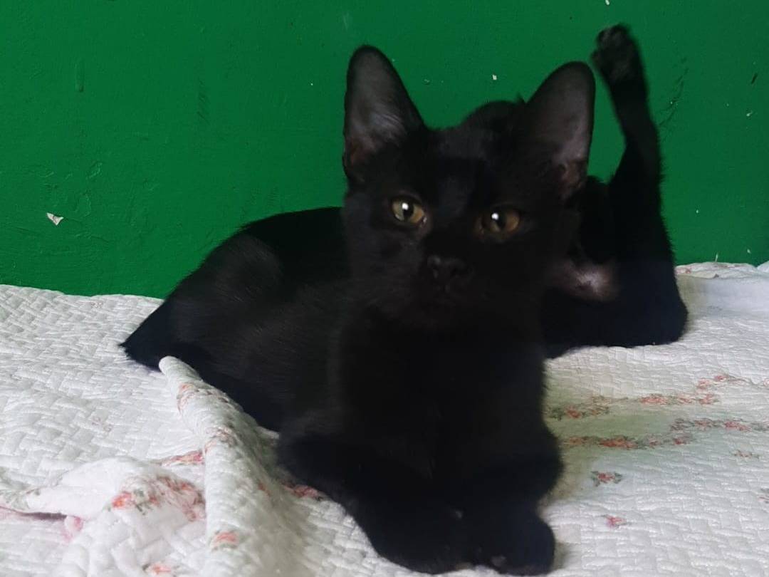 Adotta un gatto, taglia non valida, femmina, Brescia