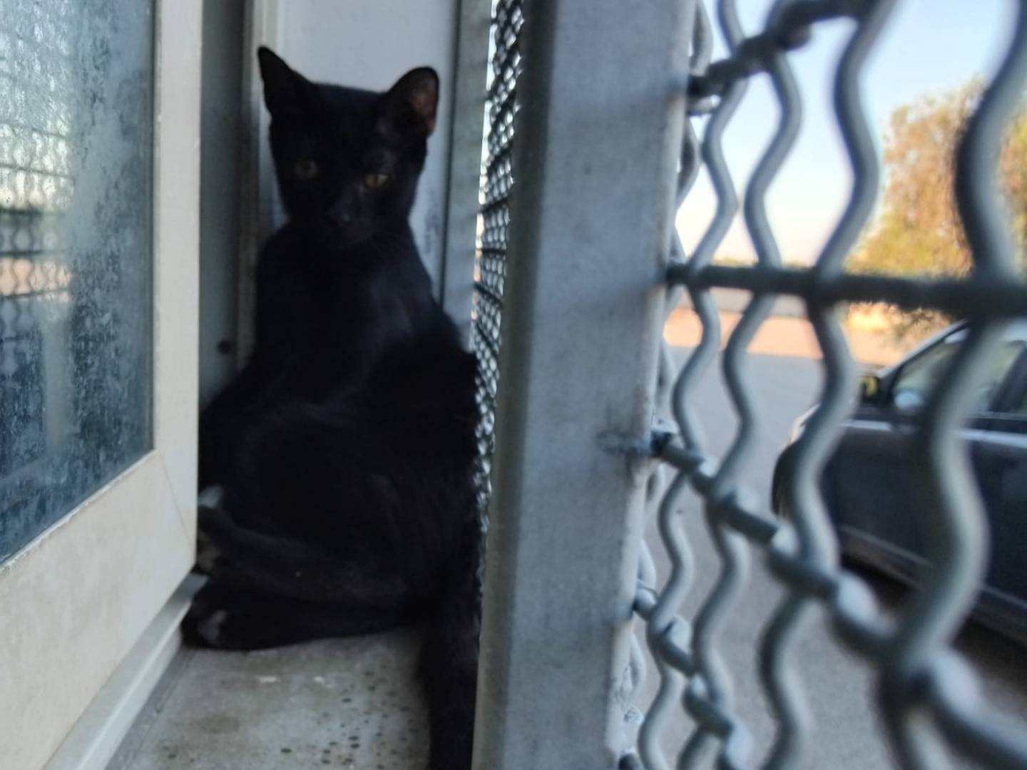 Vuoi adottare un gatto a Brescia?